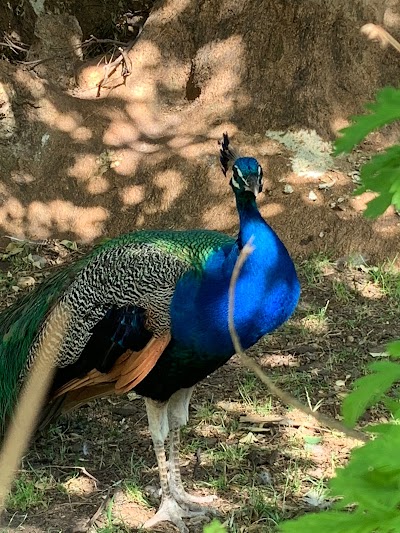 Zoo de palermo