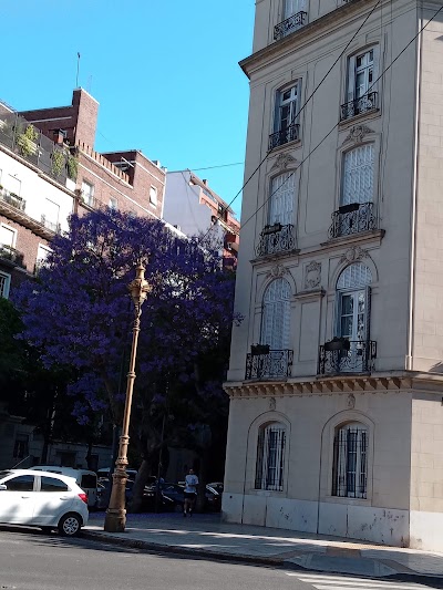 Jacarandá Isla Recoleta