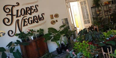 Flores Negras Plantas