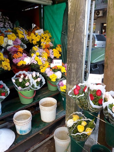 "ROQUE KIOSCO DE PLANTAS Y FLORES"