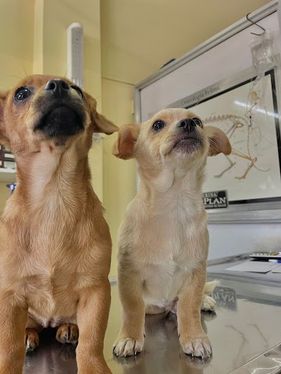 La Vete-clinica de Mascotas (Lugano-CABA)