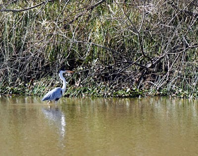 SAFARI DELTA private boat tigre secret areas protecter