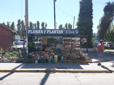 Flores Y Plantas Eiluc