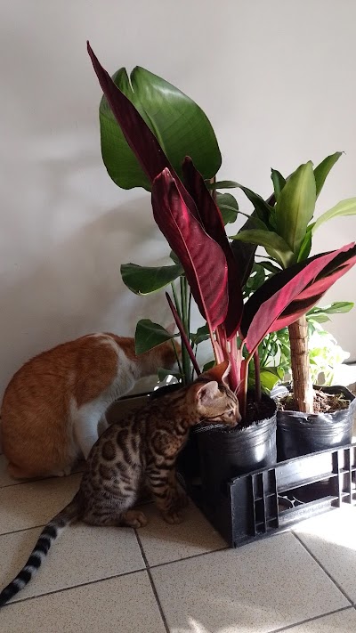 Las Plantas de Lorenzo