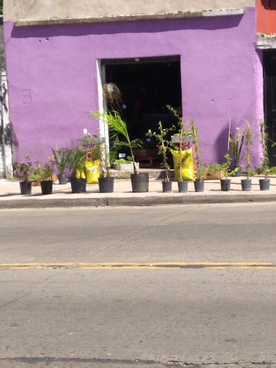 Plantas y Flores