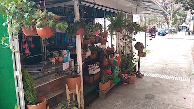 La pergola de Lanús