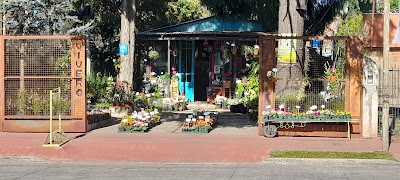 Vivero Cedro Azul