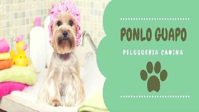 PET SHOP PONLO GUAPO