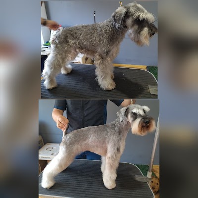 Puchis peluqueria canina