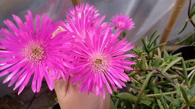 Vivero "Las flores del campo"