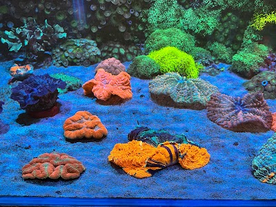 Acuario Maxreef