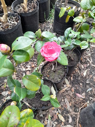 Vivero Las Magnolias