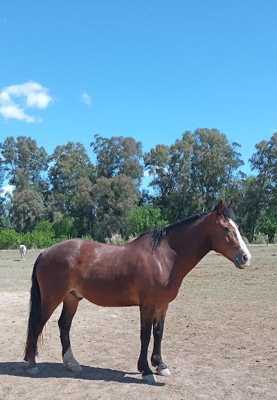 Cabalgatas Buena Onda