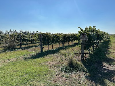 Viñedo Uribelarrea 🍷🍇