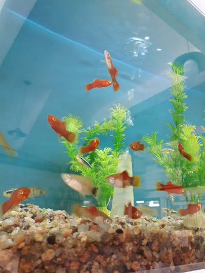 ACUARIO PET & FISH