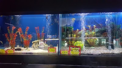 Discus Aquarium Morón