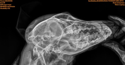 Radiología Veterinaria RVx