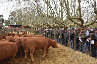 Fontana Consignatarios - Campos y Haciendas