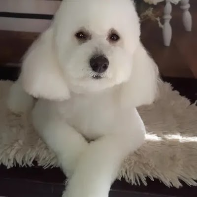 Peluquería canina Patitas Limpias