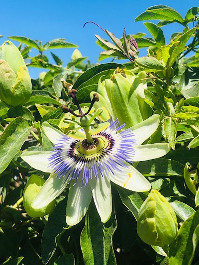 Vivero Municipal - Chascomús