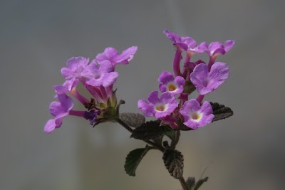 Vivero Silvestre