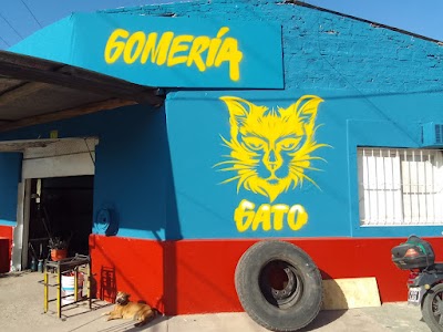 Gomeria gato