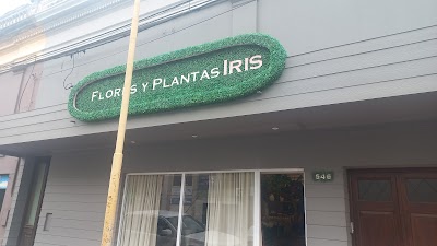 Plantas Iris