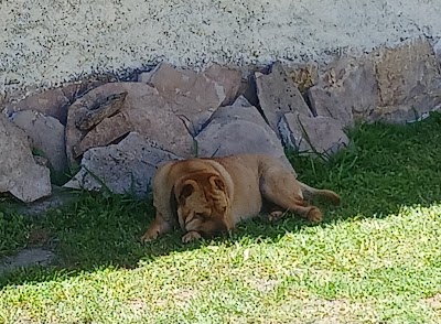 Veterinaria El OMBU