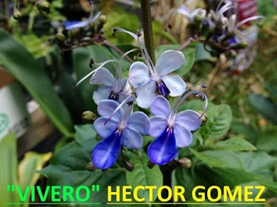 Vivero Héctor Gómez