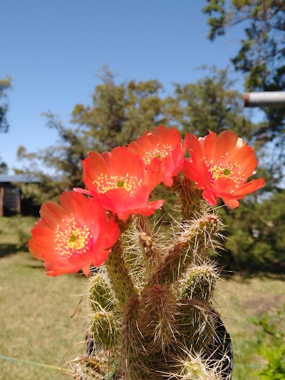 Vivero Artemisa