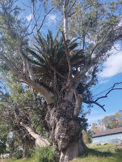 Palmera creciendo en un arbol