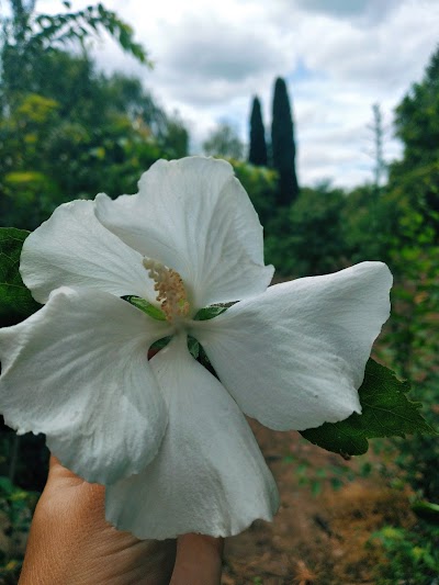 Vivero El Capataz