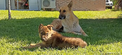 El Caburé Servicios Veterinarios