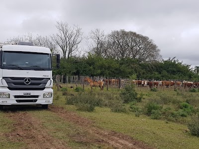 Transporte de hacienda rynz