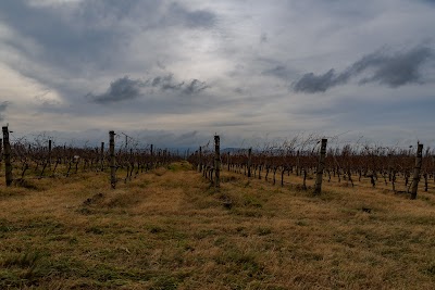 Bodega Saldungaray