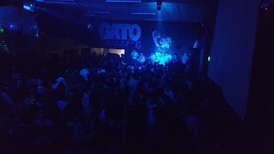 Gato Bailable