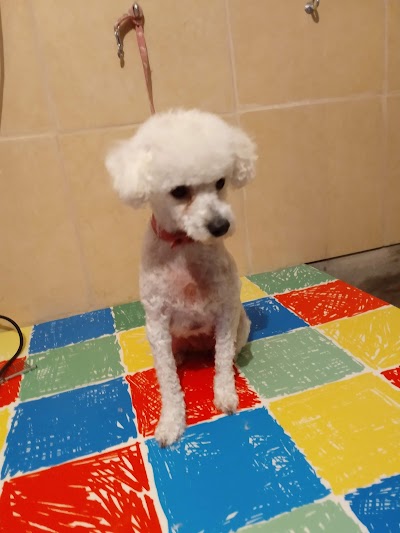 Peluquería Canina Luciana