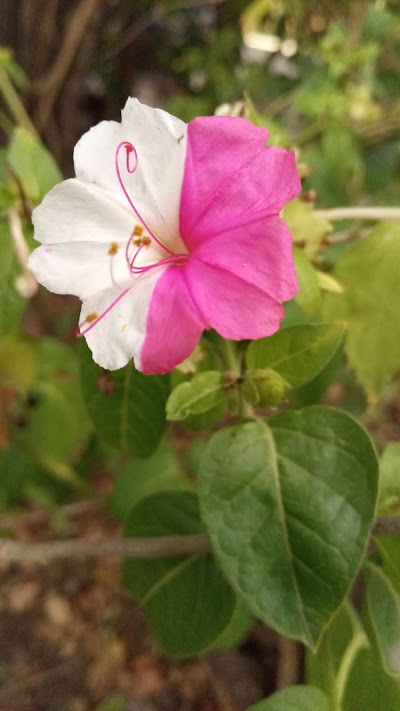 Vivero Las Violetas