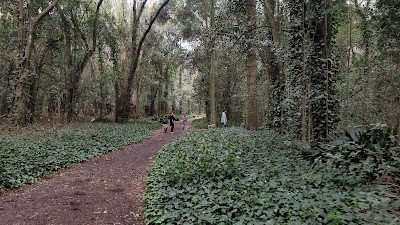 Bosque Encantado