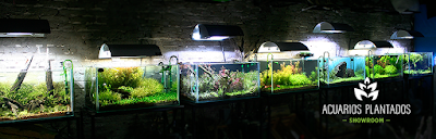 Planted aquariums Showroom