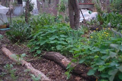 el huerto agroecológico de lucas