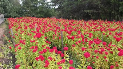 Floreria Japonesa