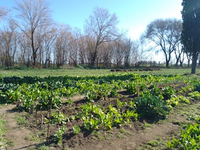 Huerta organica comunitaria