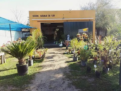 Vivero Naranjo En Flor