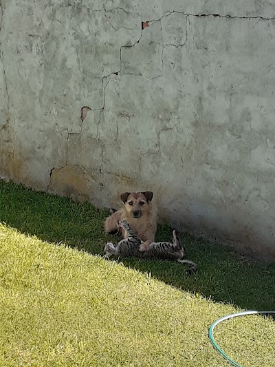 Veterinaria El Pequeño de Monica Gonzalez