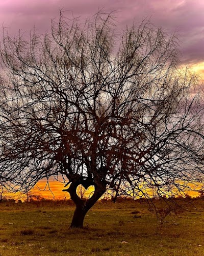 Árbol de corazón