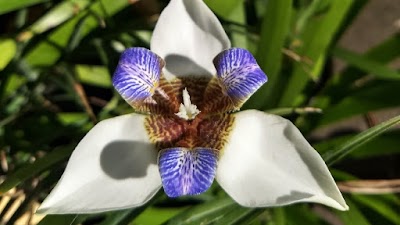 Vivero Latini