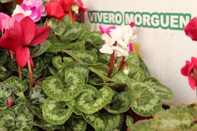 Vivero Morguen