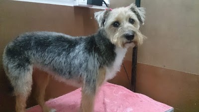 Peluquería Canina