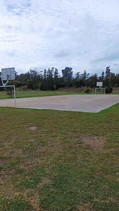 Basquet vivero